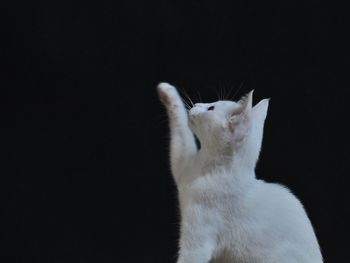 Close-up of cat against black background