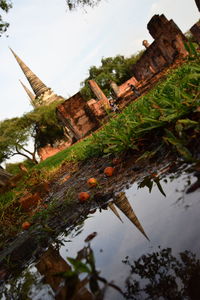 Reflection of plants in water