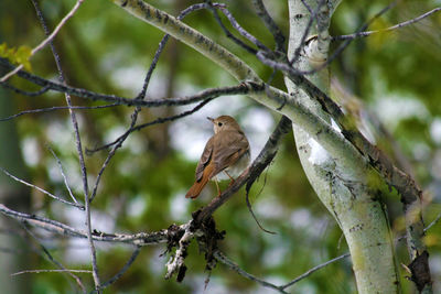 Low angle view of bird perching on tree