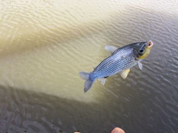 Fish swimming in water