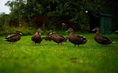 Flock of birds on land