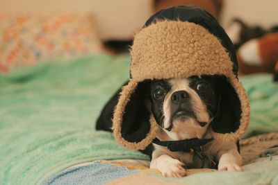 Close-up portrait of dog wearing hat