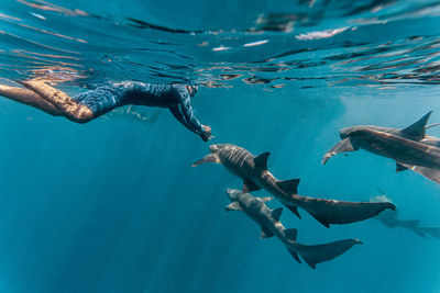 Young man swimming with nurse sharks in sea