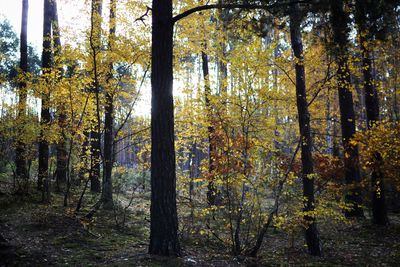 Trees in forest during autumn