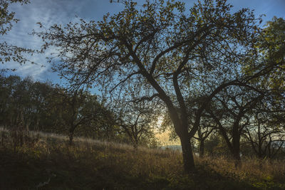 Trees on field against sky
