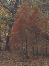 Trees in forest during autumn