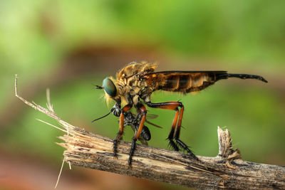 Close-up of robberfly catch bee on wood