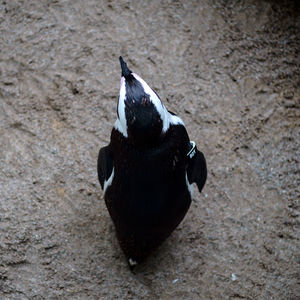 High angle view of a bird
