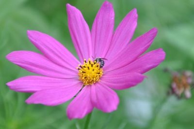 Close-up of cosmos flower blooming outdoors