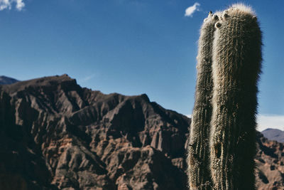 Cactus growing in desert against sky