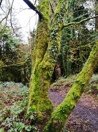 Trees in forest