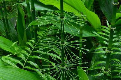 High angle view of plants