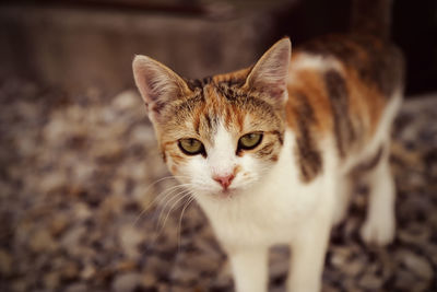 Close-up portrait of kitten