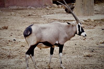 Gemsbok standing in a field