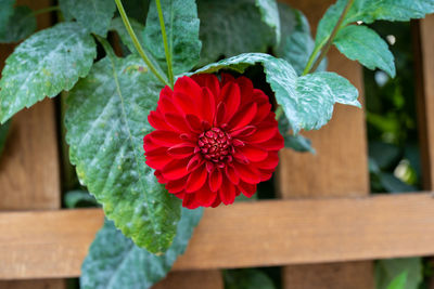 Close-up of red flower pot