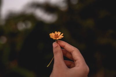 Close-up of hand holding flower