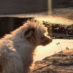 Side view of dog on wet shore