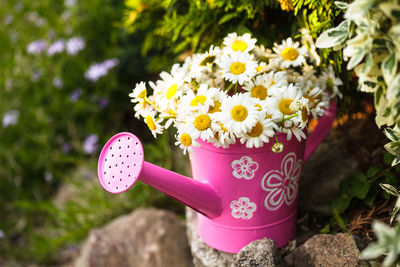 Close-up of pink flowering plants in park