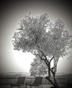 Tree by building against clear sky