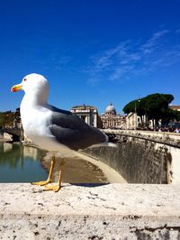 Bird on beach against sky