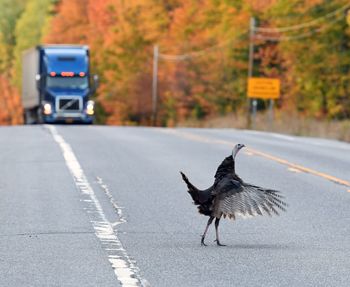 Bird walking on road