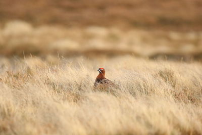 Close-up of bird on field