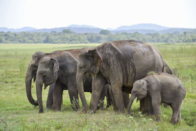 Group elephants in the savannah