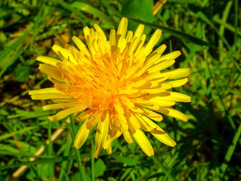 Close-up of yellow flower