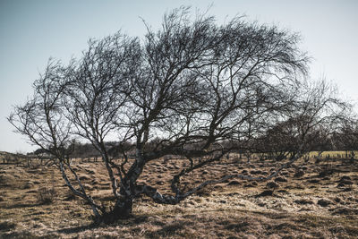 Bare tree on field against sky