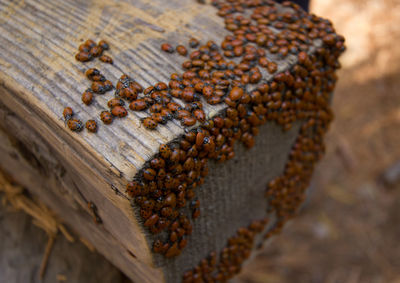 High angle view of bee on leaf