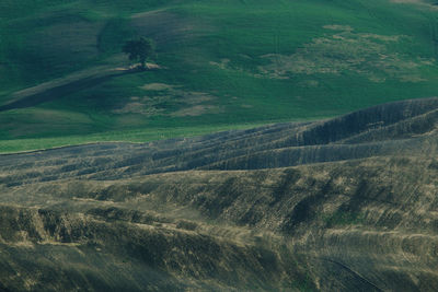 Scenic view of agricultural field