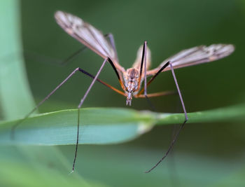 Close-up of spider on leaf