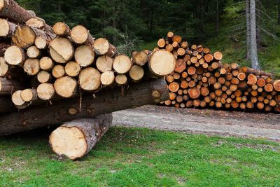 Stack of firewood