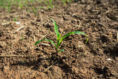 Close-up of small plant growing on field