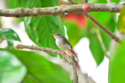 Close-up of bird perching on tree
