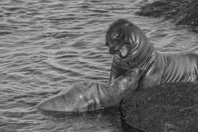 Close-up of sea lions in water