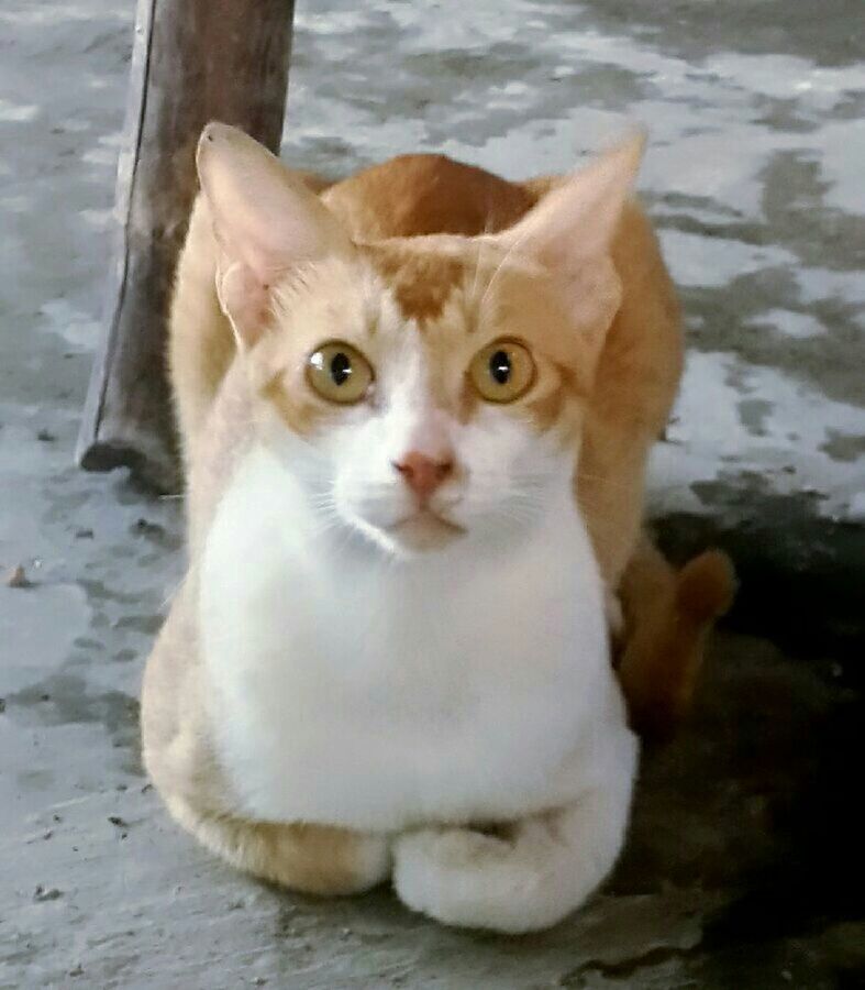 animal themes, one animal, domestic cat, pets, cat, domestic animals, portrait, looking at camera, feline, mammal, whisker, close-up, alertness, focus on foreground, indoors, animal eye, animal head, white color, kitten, cute