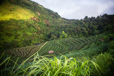 Scenic view of agricultural field against sky