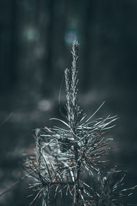 Close-up of dried plant during winter