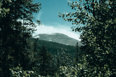 Scenic view of forest against sky