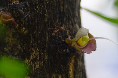 Close-up of insect on tree trunk