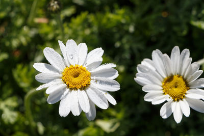 Close-up of white daisy