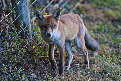 Wild british fox out hunting on summer evening