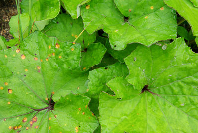 Full frame shot of green leaf