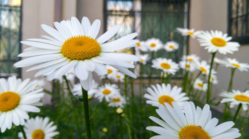 Close-up of white daisy flowers