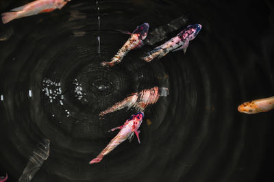 Close-up of fish swimming in water