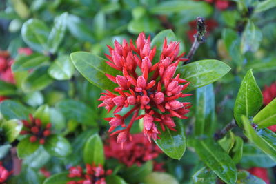 Close-up of red flowering plant