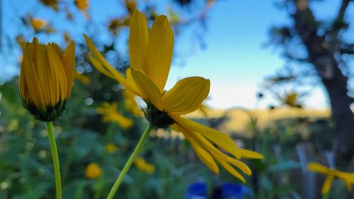 Close-up of yellow flowering plant