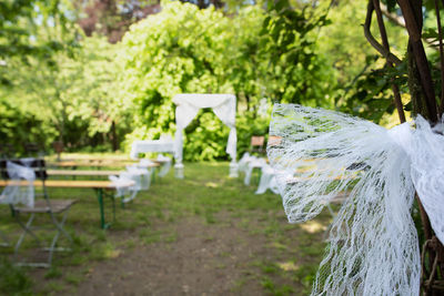 Close-up of white flowers in park