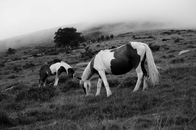 Horse grazing on grassy field